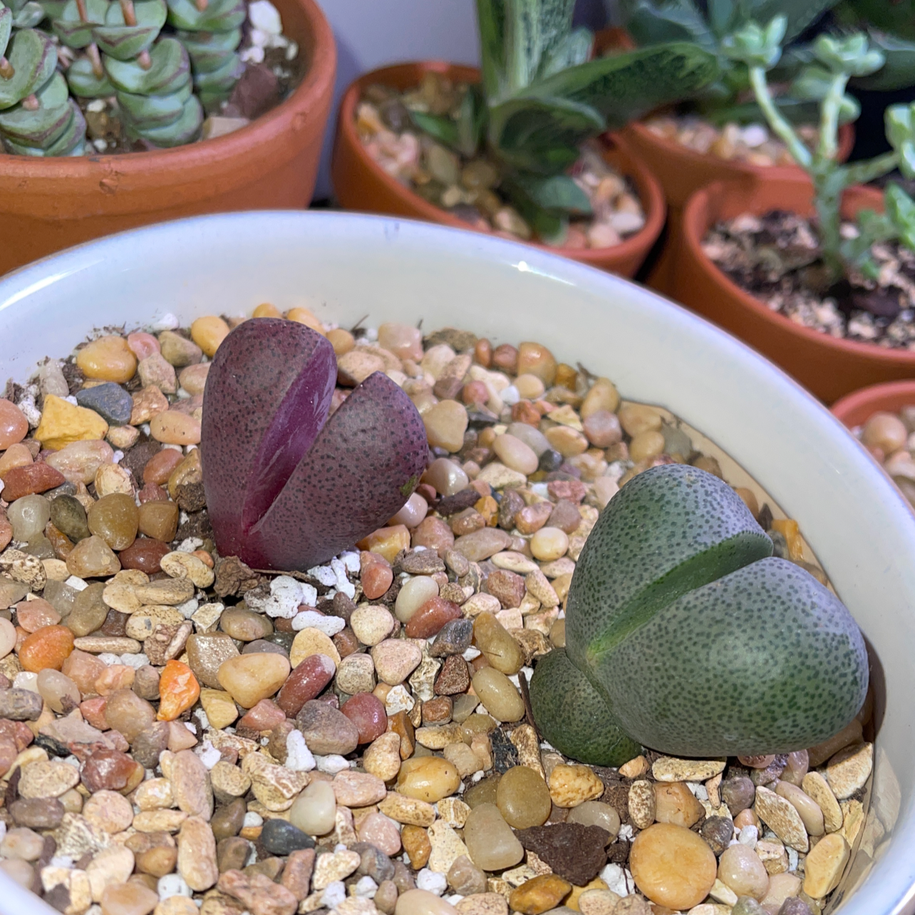 Two healthy Split Rock plants (Pleiospilos nelii) in a pot with gravel substrate.