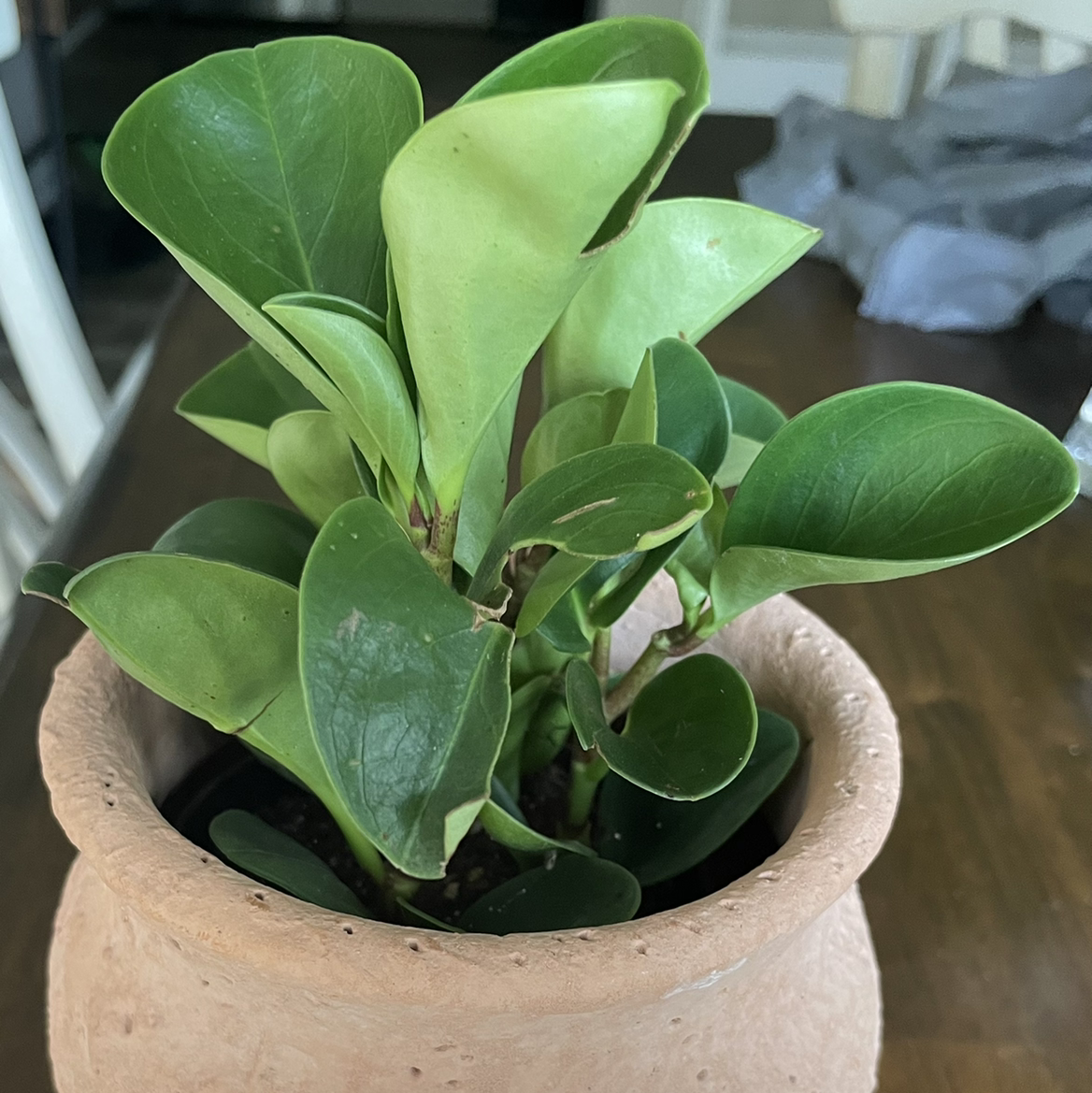 Potted Rainbow Peperomia plant with healthy green leaves.