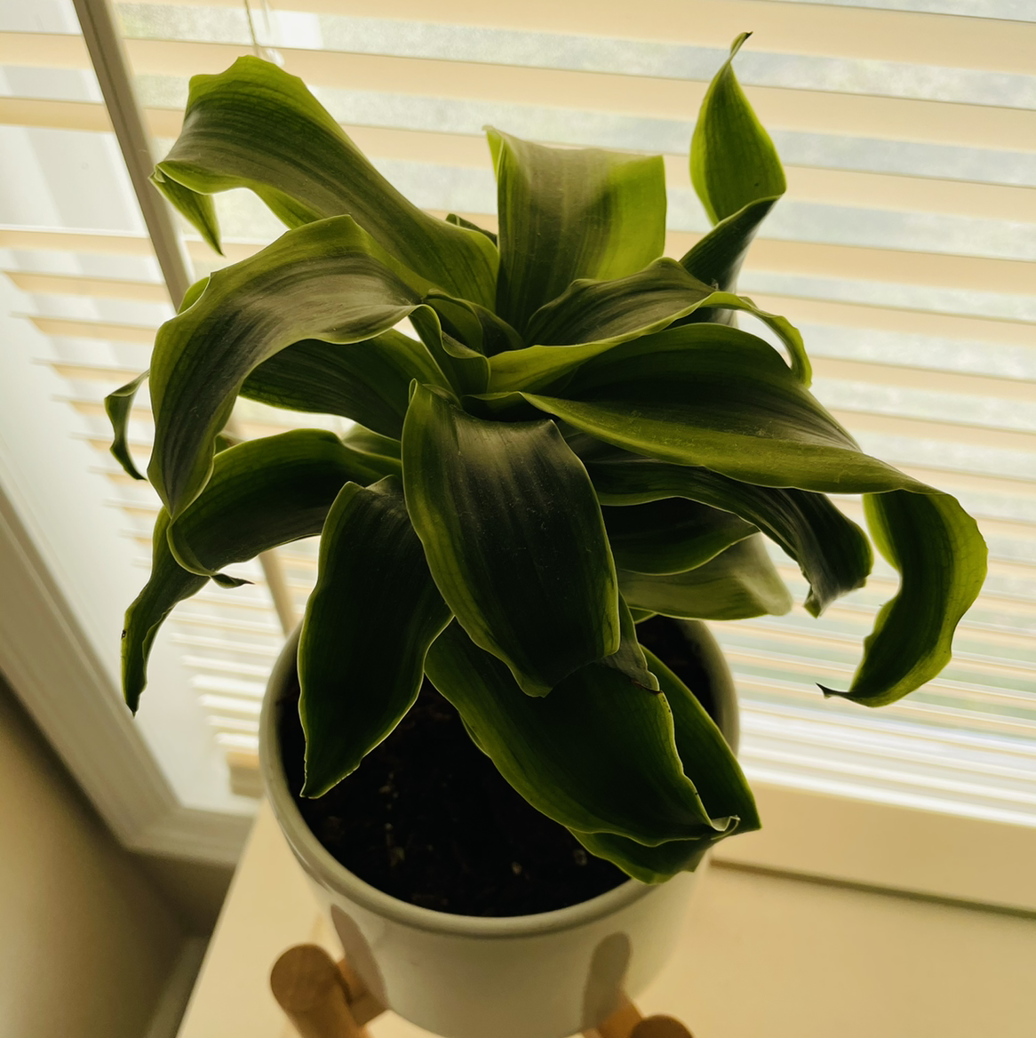 Dracaena 'Tornado' plant in a pot near a window with blinds.
