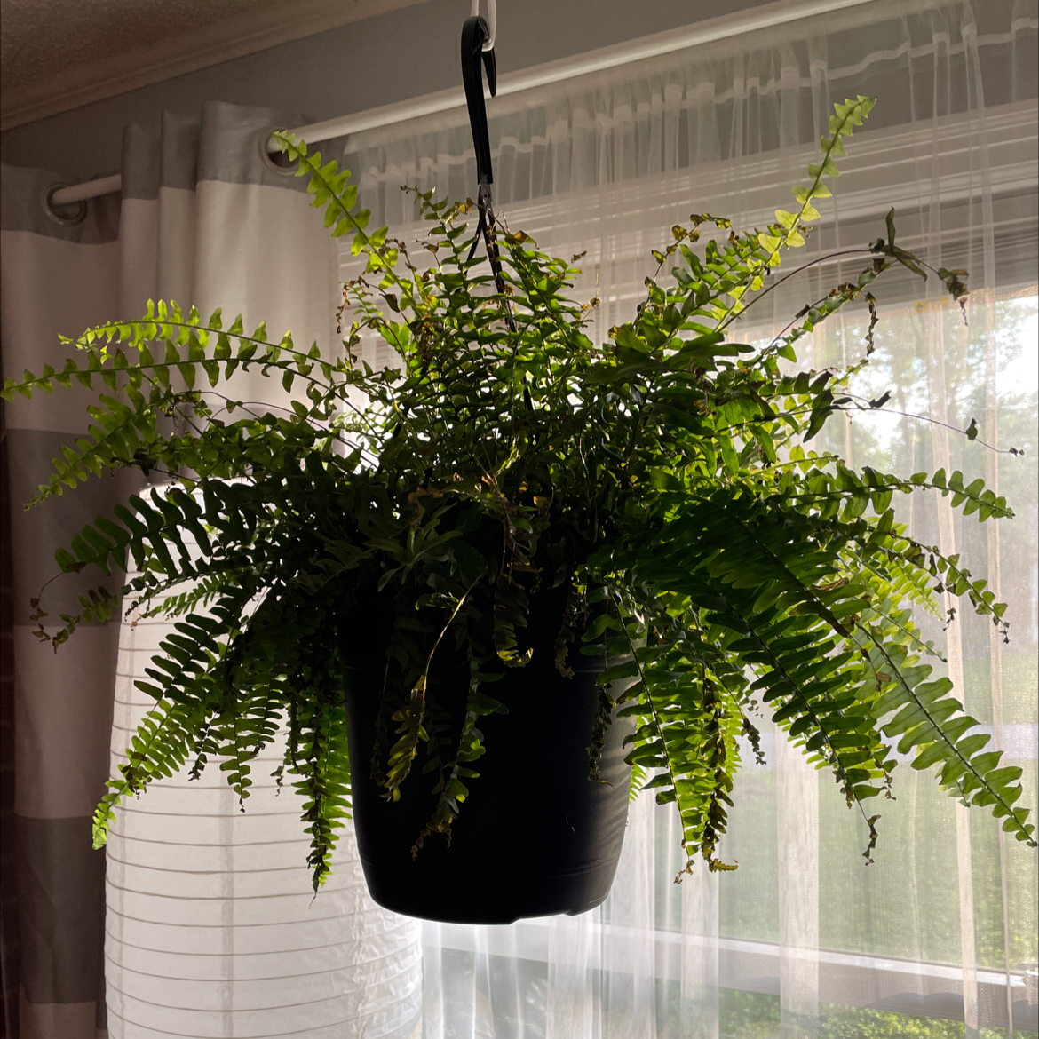Photo of the plant species Sickle Fern by @Alyxisonfire named Fern on Greg, the plant care app