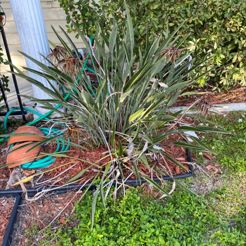 Bird of Paradise plant in an outdoor garden bed with some yellowing and browning leaves.