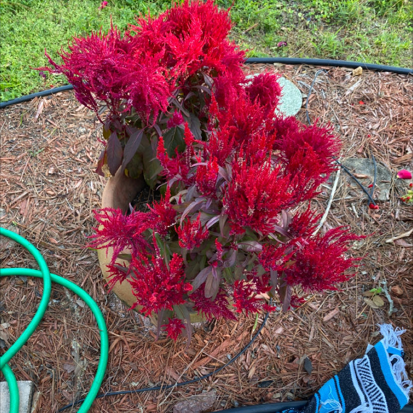 Bright red cockscomb flowers in full bloom growing in a mulched garden bed, with a green hose visible in the foreground.