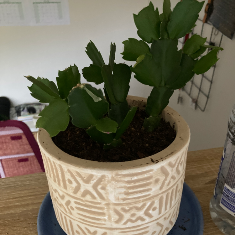 False Christmas Cactus plant photo by @Eden_L named Joe on Greg, the plant care app.