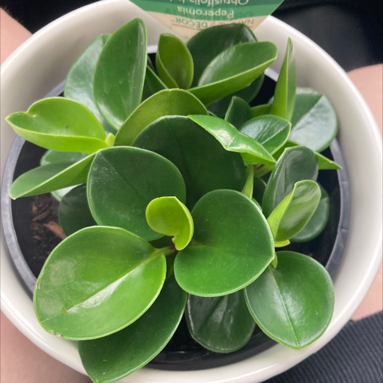 Photo of the plant species Baby Rubber Plant by @Eden_L named Fred on Greg, the plant care app