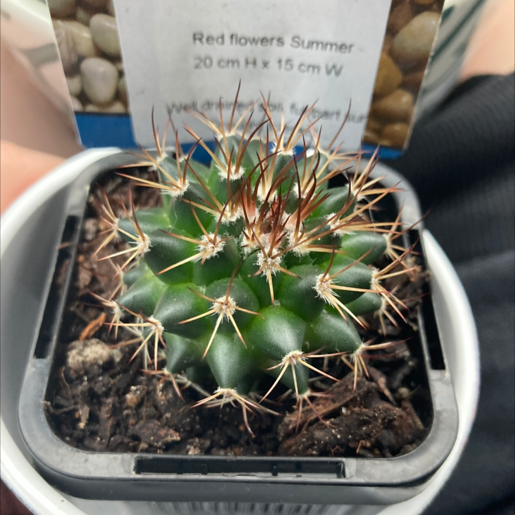Photo of the plant species Rainbow Pincushion by @Eden_L named Lady on Greg, the plant care app