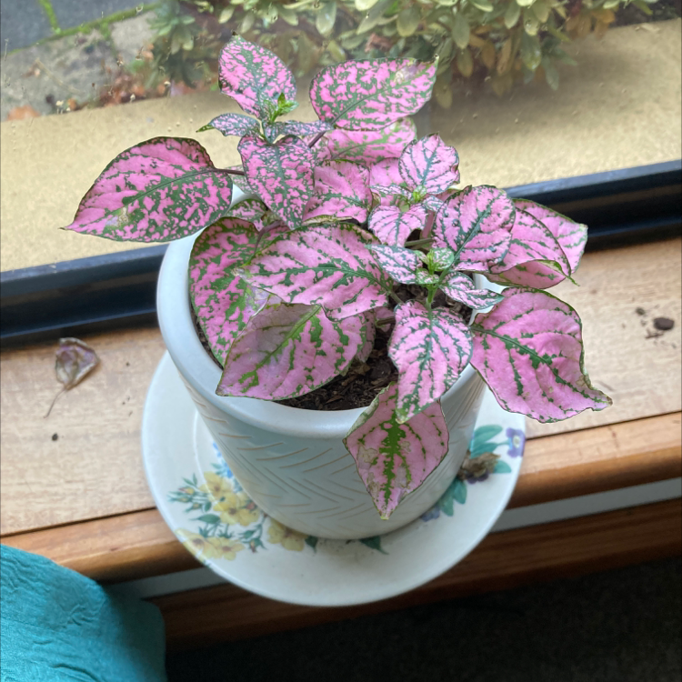 Polka Dot Plant plant photo by @Eden_L named Bill on Greg, the plant care app.