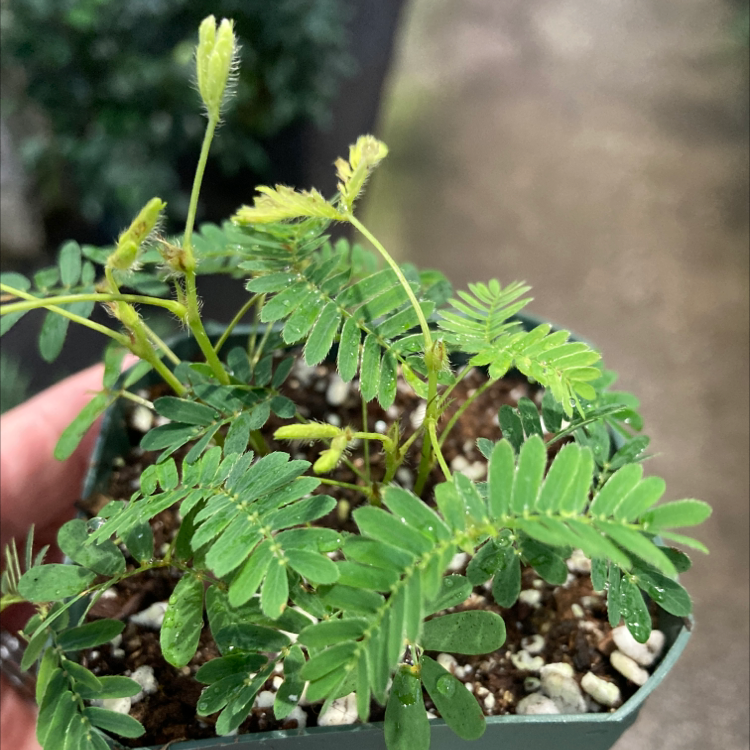Sensitive Plant plant photo by @Subtlesweet named Your plant on Greg, the plant care app.