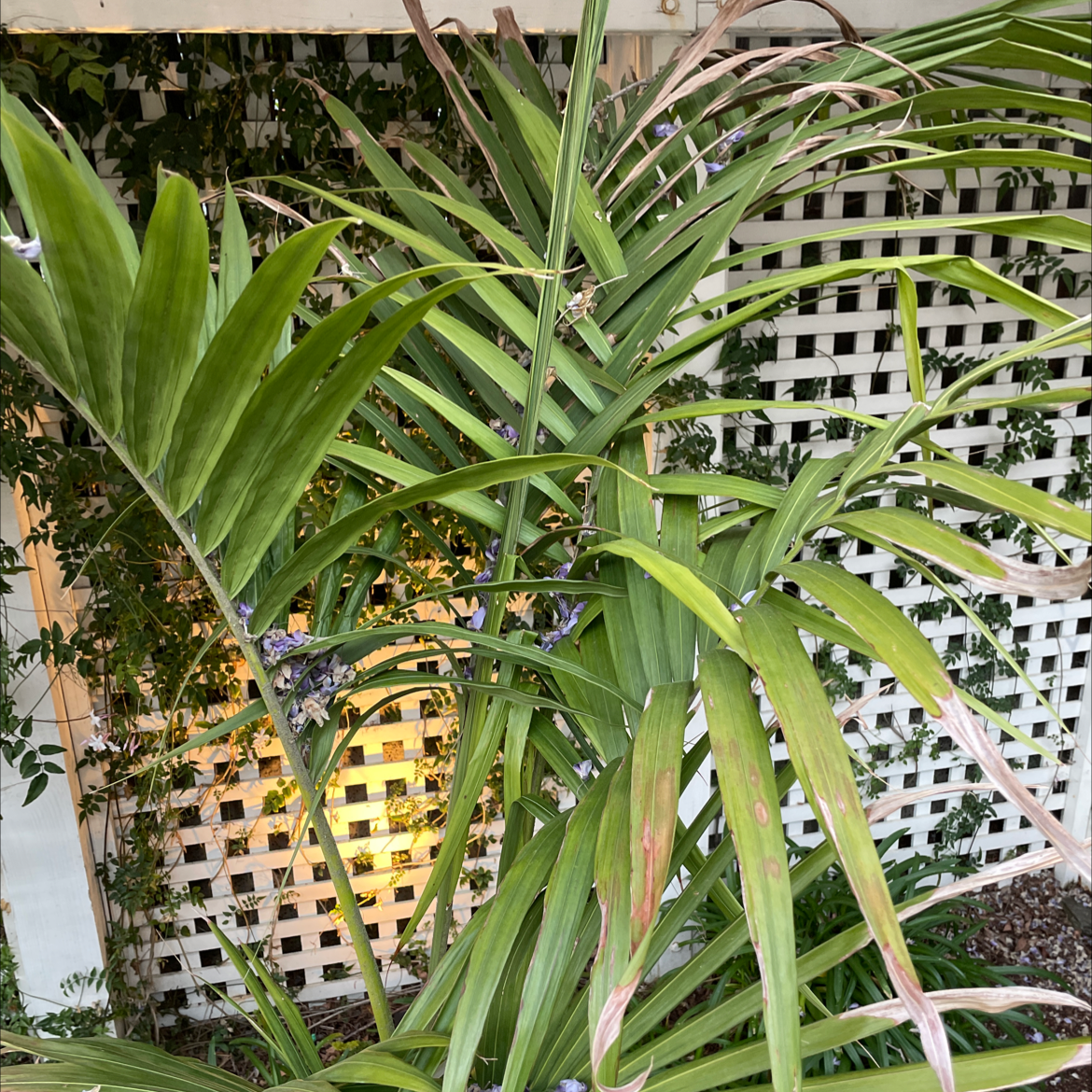 Large, thriving Majesty Palm with lush green fronds growing outdoors near a lattice structure.
