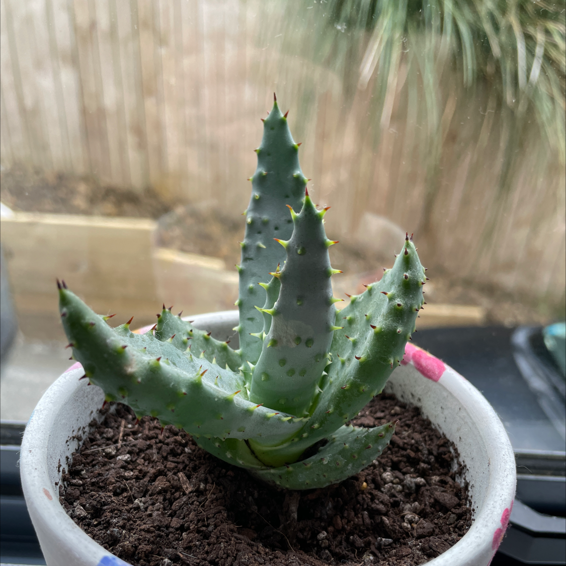 Cape Aloe plant photo by @saintella named theodore on Greg, the plant care app.