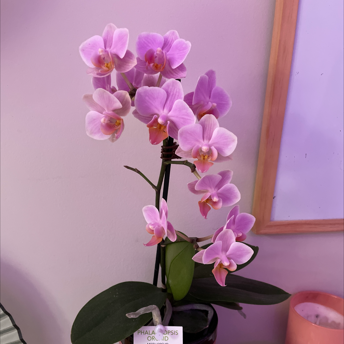 Phalaenopsis Orchid plant photo by @saintella named eva on Greg, the plant care app.