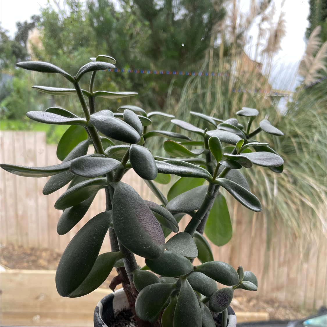 Lucky Plant plant photo by @saintella named dax on Greg, the plant care app.