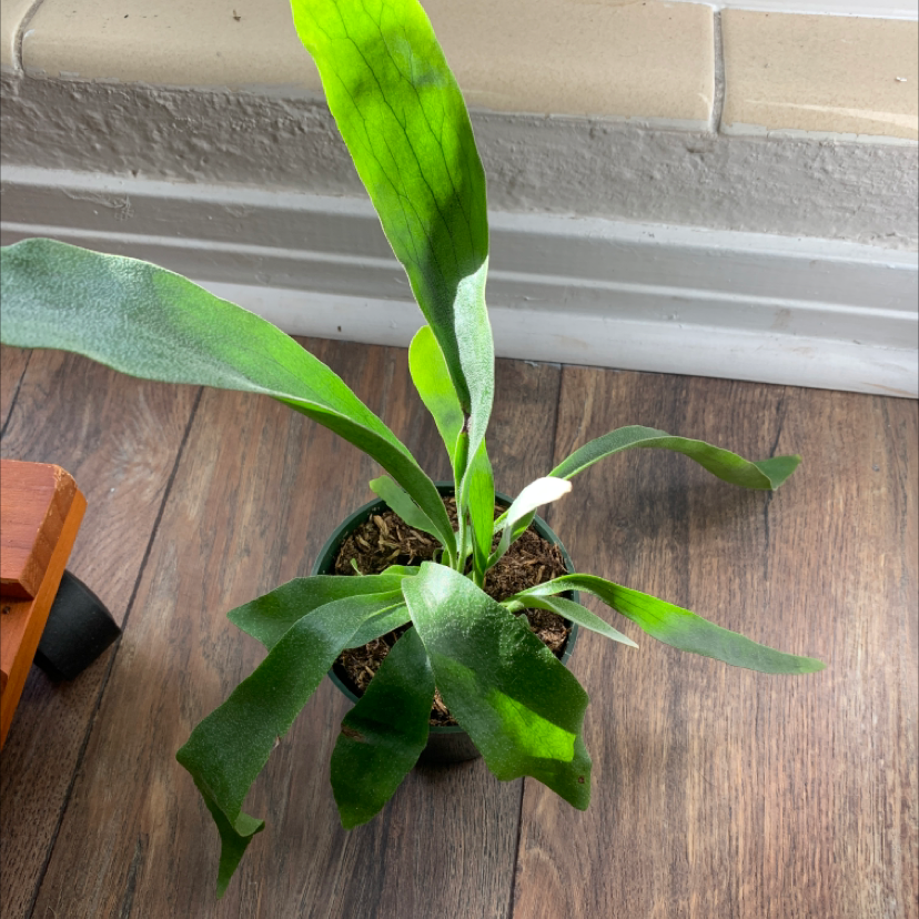 Potted Elkhorn Fern on a wooden floor near a wall, appearing healthy with vibrant green leaves.