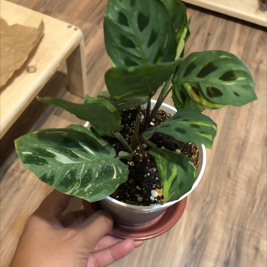 Healthy Green Prayer Plant with lush variegated leaves held in hand, soil visible in red pot.