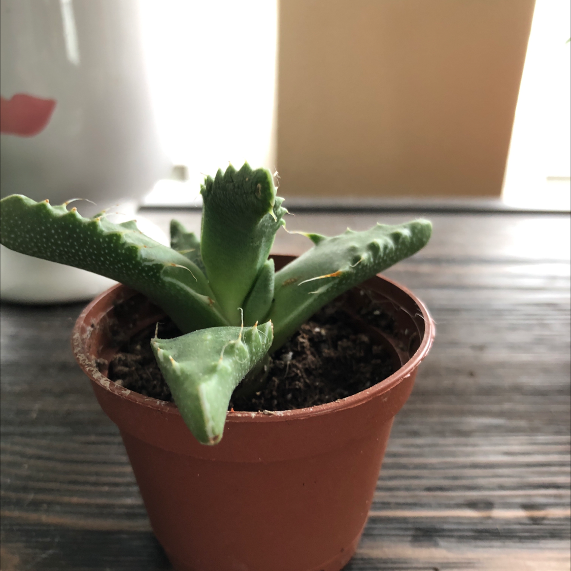 Tiger's Jaw succulent plant in a brown pot on a wooden surface.