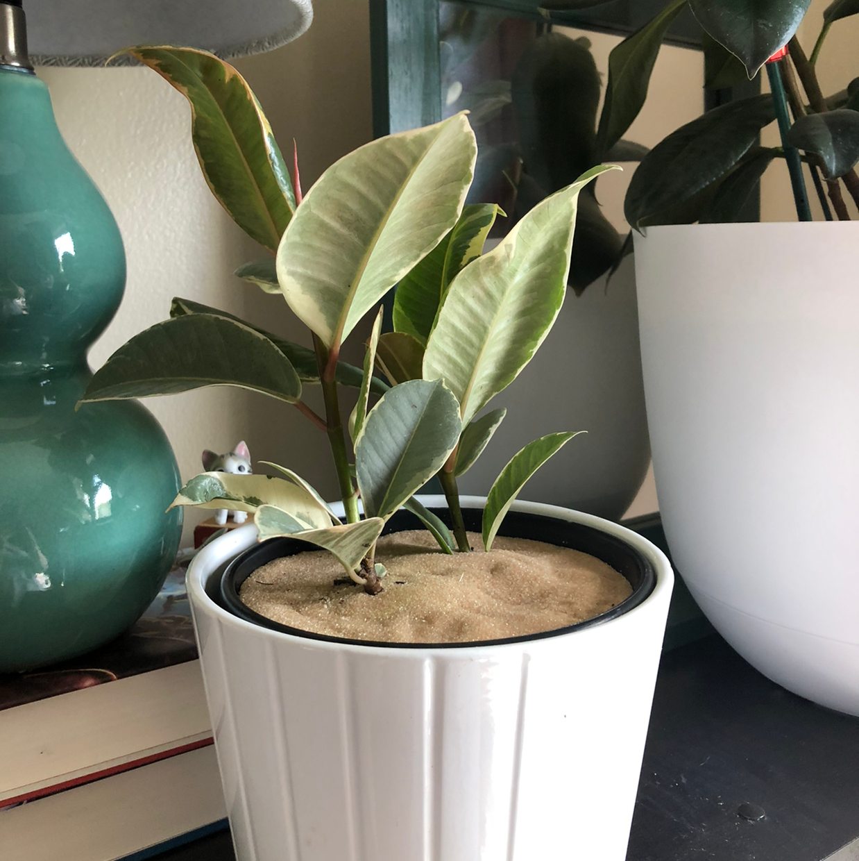How To Cure 🏥 Rubber Plant Leaves Curling