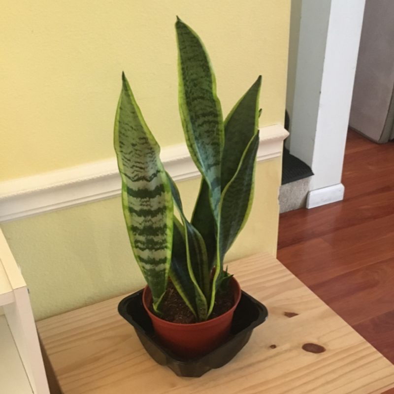 Photo of the plant species Dwarf Bamboo by Joye named SpearB on Greg, the plant care app