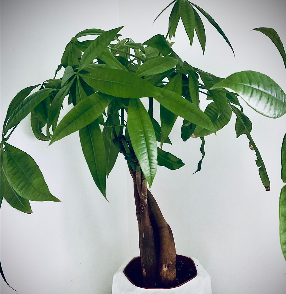 Money Tree Is Mildly Toxic To Cats