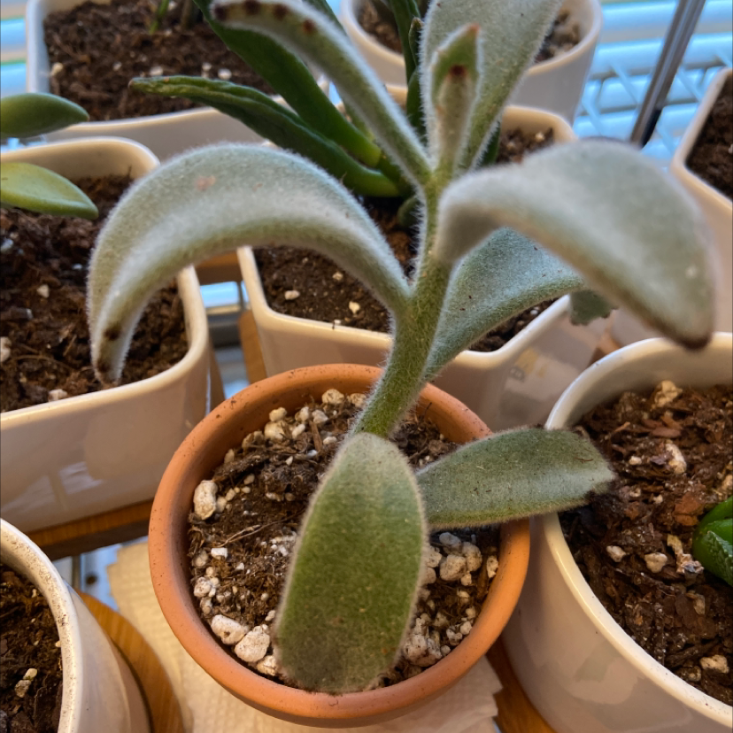 Panda Plant (Kalanchoe tomentosa) in a small pot with visible soil and other plants in the background.