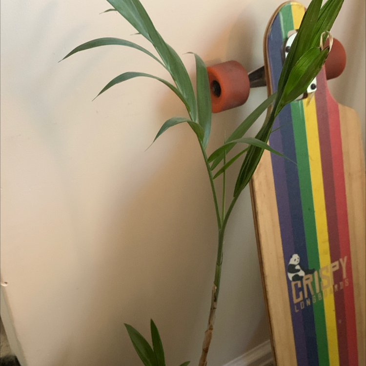 Bamboo Palm plant with green leaves indoors next to a skateboard.