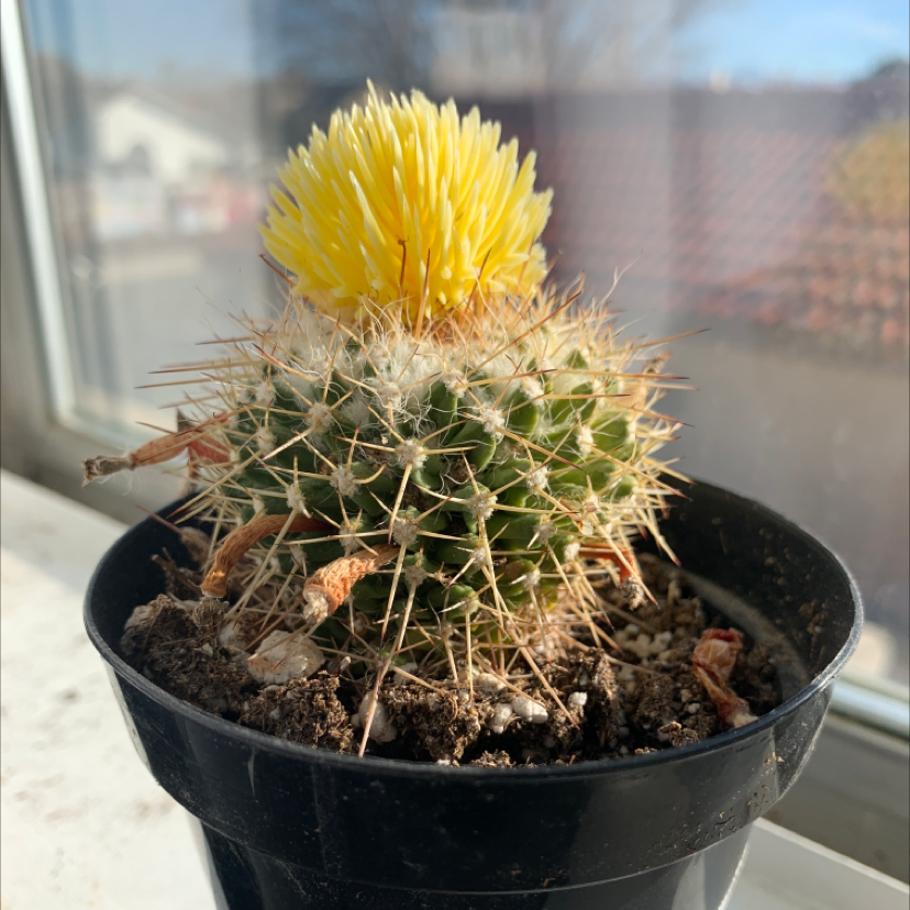 Balloon Cactus in a black pot with a yellow flower on top, soil visible.