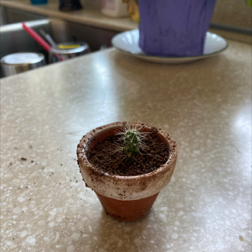 Photo of the plant species Kingcup Cactus by @LilyBee named Karl on Greg, the plant care app