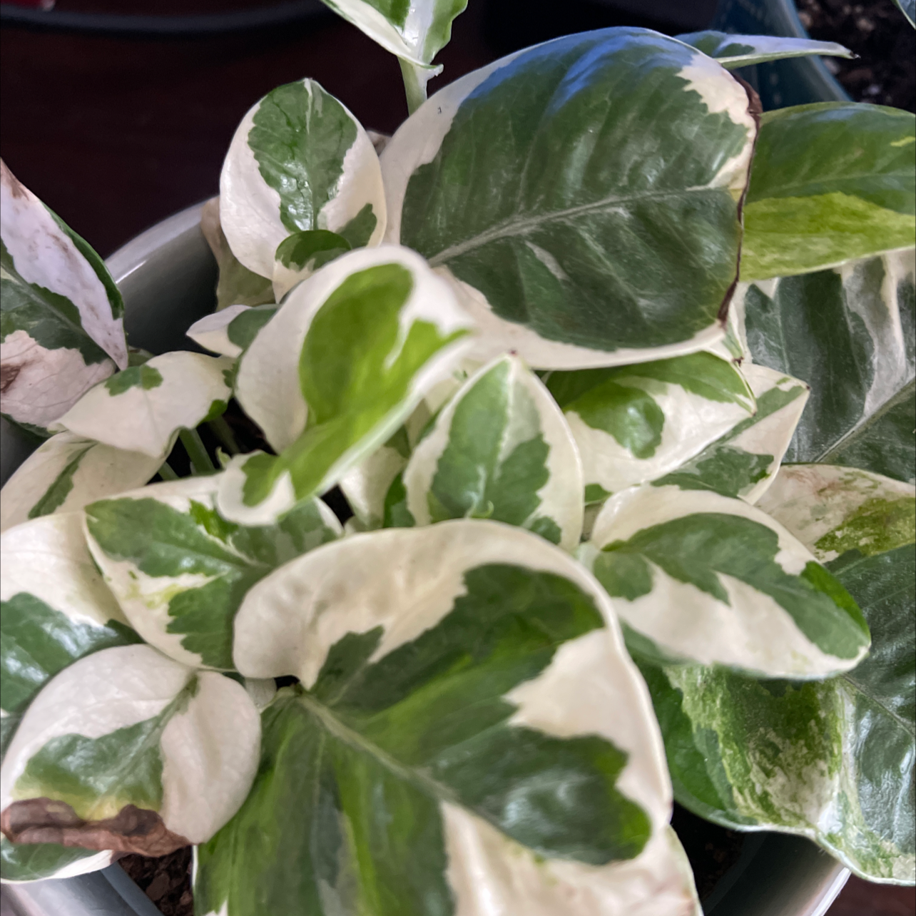 Healthy variegated Epipremnum aureum plant with white and green oval leaves, no signs of discoloration or damage.
