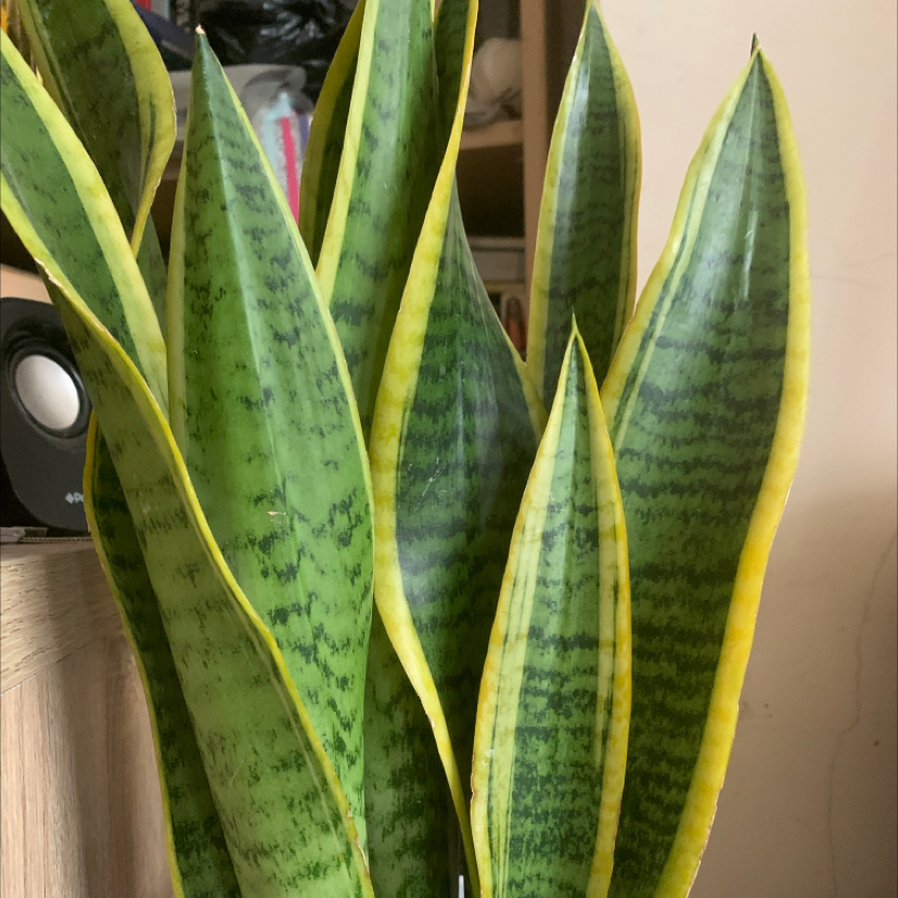 Snake Plant plant photo by Sarah named Norah on Greg, the plant care app.