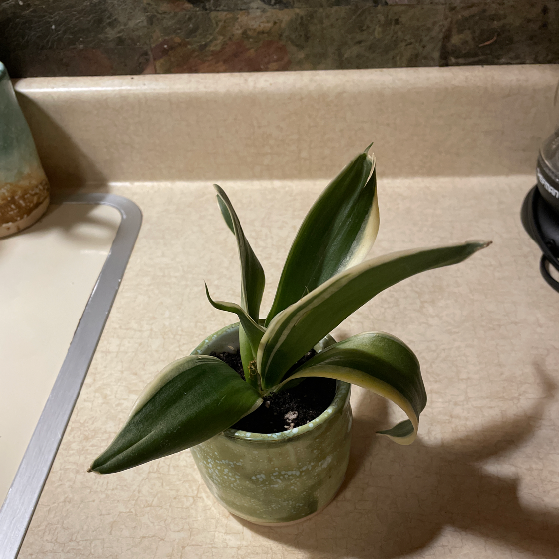 Song of India plant photo by @Stayinalive named Oddish on Greg, the plant care app.