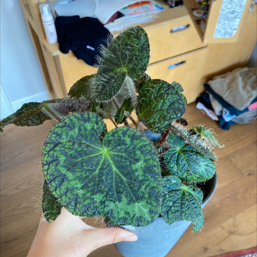 Photo of the plant species Begonia sizemoreae by Lena named dlakava on Greg, the plant care app