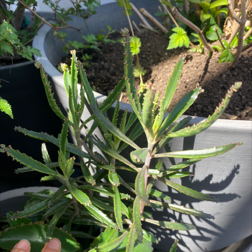 Mother of Millions plant photo by Lena named smarač on Greg, the plant care app.