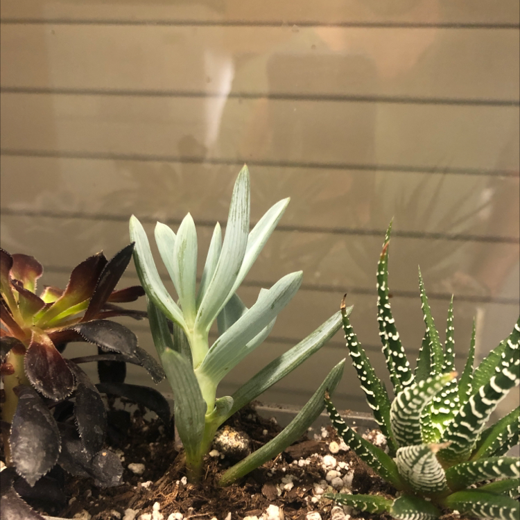 Photo of the plant species Echeveria 'Morning Beauty' by Oliver named Kitchen Succulent on Greg, the plant care app