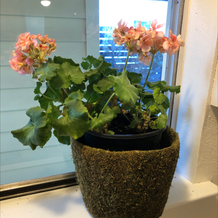 Photo of the plant species Zonale Geranium by Oliver named Moms Geranium on Greg, the plant care app