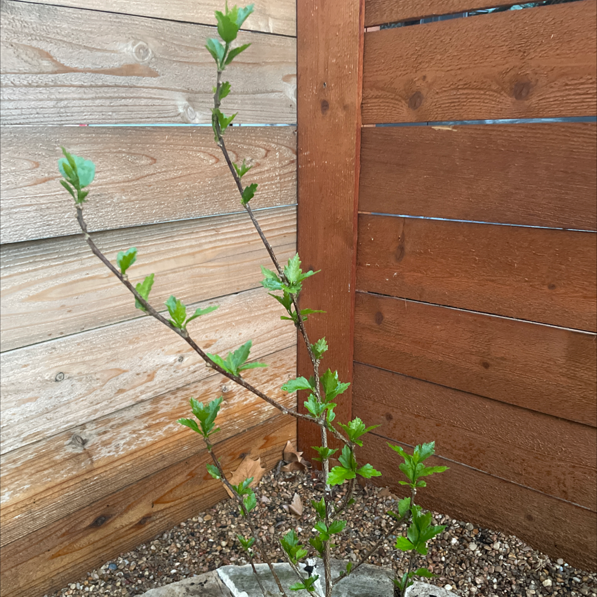 Young Korean Hibiscus plant with green leaves in a garden bed.