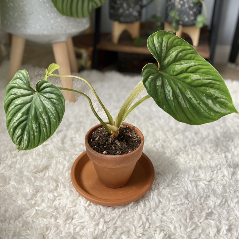 Photo of the plant species Philodendron plowmanii by @Margienmike named Mani on Greg, the plant care app