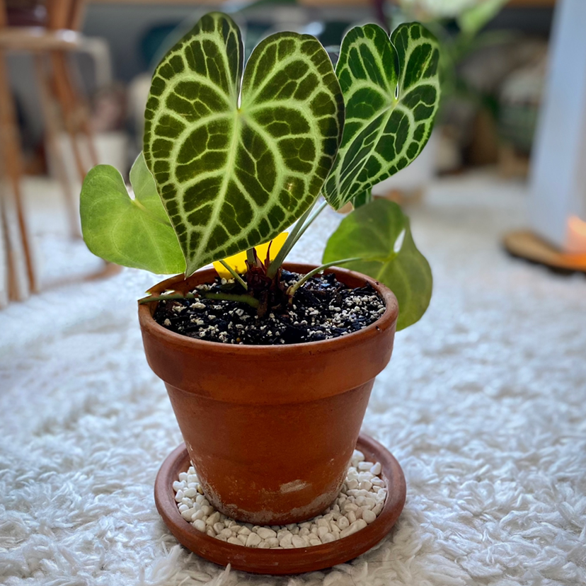 Velvet Cardboard Anthurium in a terracotta pot with velvety leaves and prominent white veins.