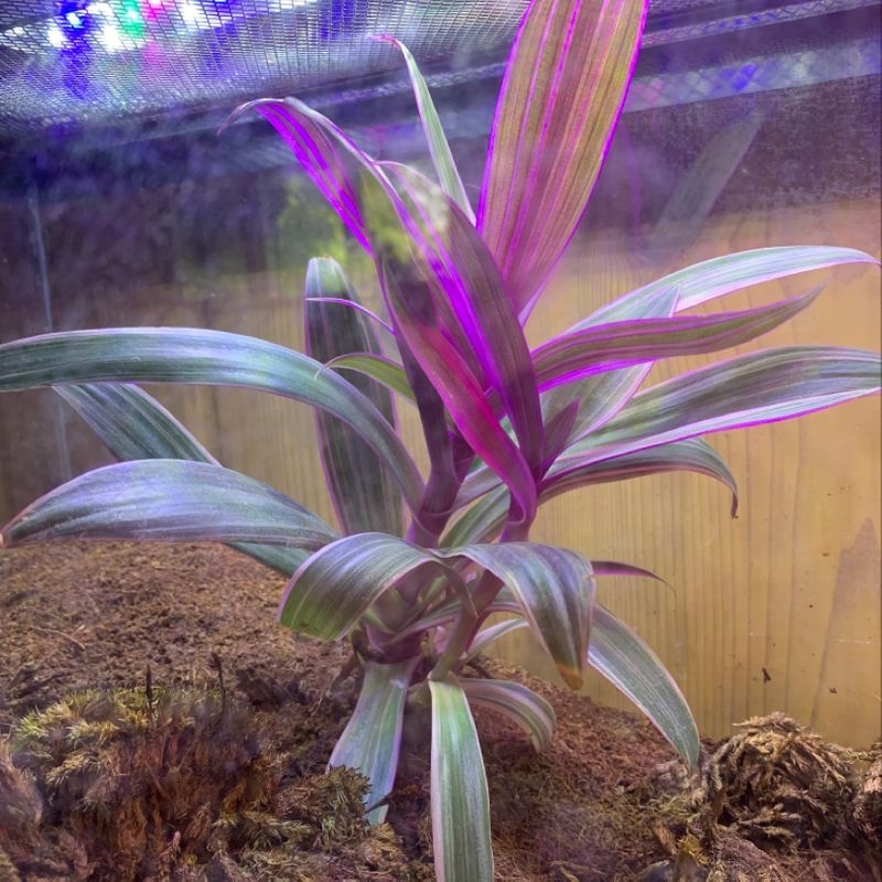 Ti plant with vibrant purple and pink leaves growing in a terrarium, appearing healthy and thriving.