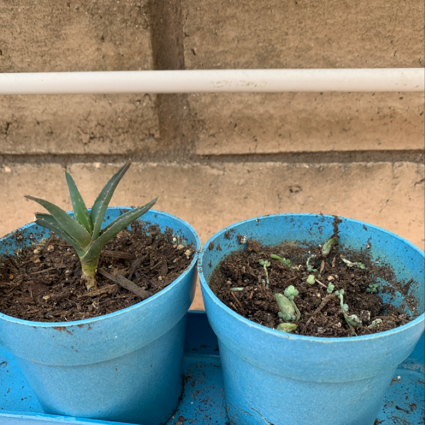 Two healthy young Aloe vera plants in blue pots with dark soil, showing vibrant green serrated leaves.
