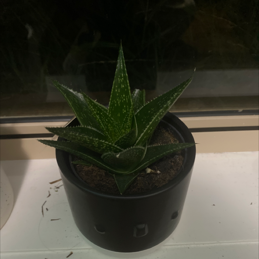 Photo of the plant species Morombe by Alvina named Cactus on Greg, the plant care app