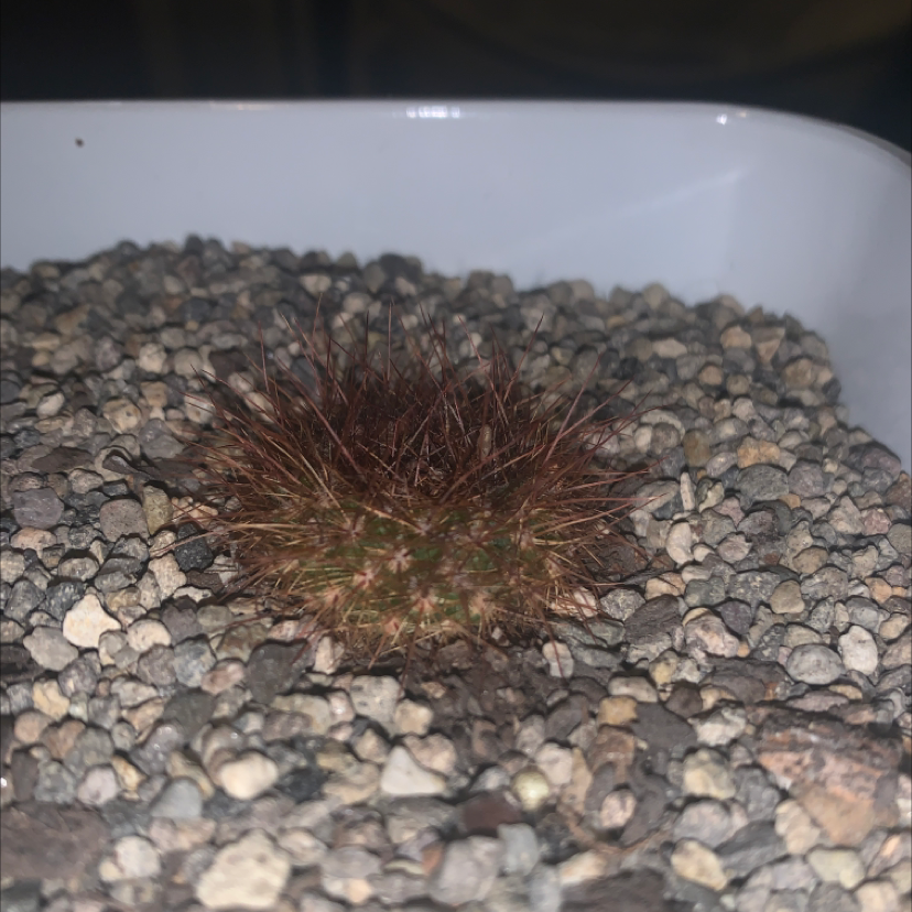 A young Texas Barrel Cactus in a container with gravel substrate.