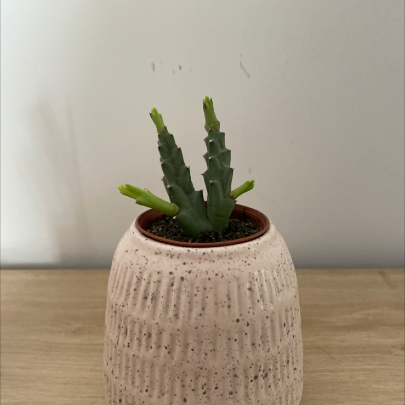 Small Stapelia Planiflora Jacq. succulent in a textured pot on a wooden surface.