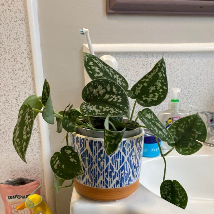 Satin Pothos plant photo by @amonkeyinacity named Velvertinia on Greg, the plant care app.