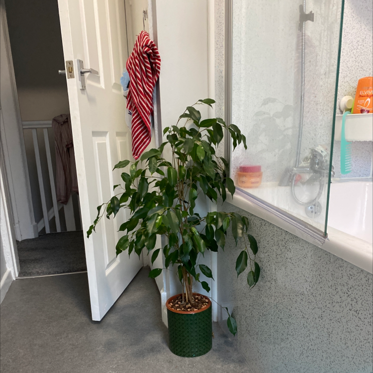 Weeping Fig plant photo by @amonkeyinacity named Figtor on Greg, the plant care app.