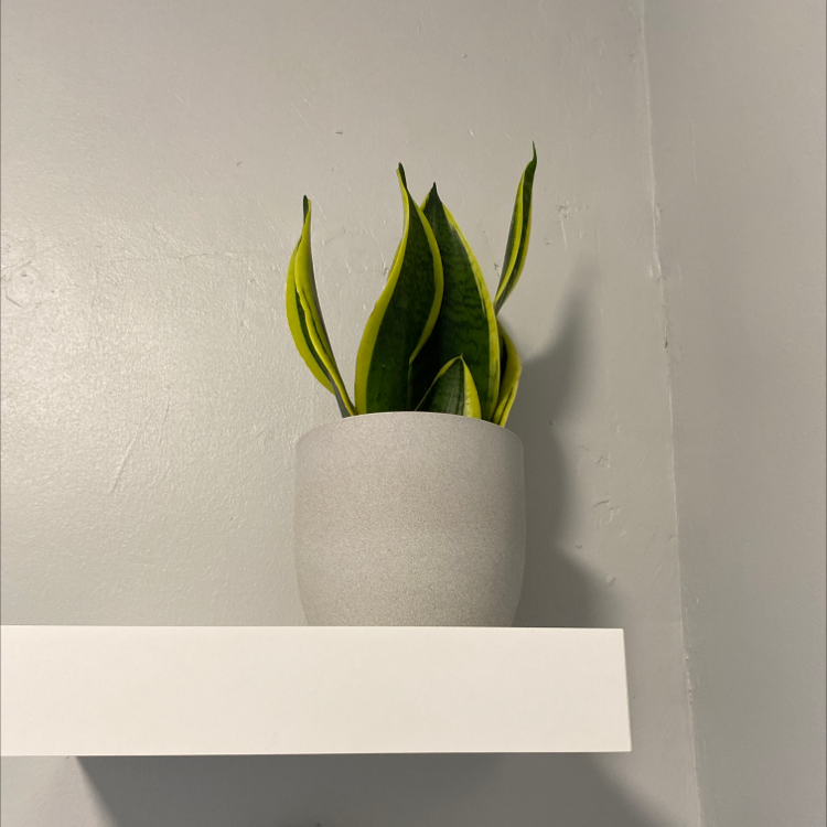 Snake Plant plant photo by @amonkeyinacity named Angela on Greg, the plant care app.