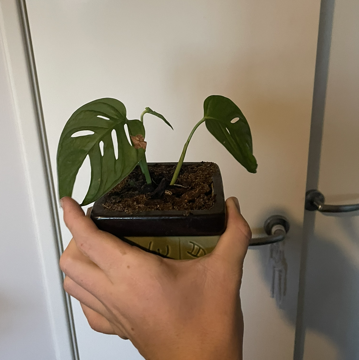 Monstera plant photo by @Warrenbrowneee named Queen on Greg, the plant care app.