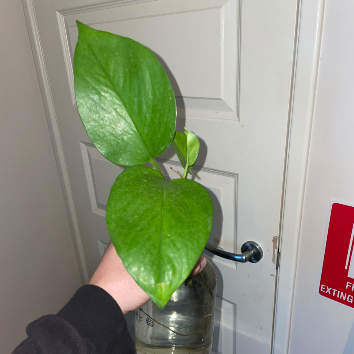 Taro Vine plant photo by @Warrenbrowneee named Remington on Greg, the plant care app.