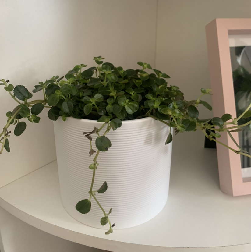 Healthy Pilea Baby Tears plant with lush green cascading foliage in a white ceramic pot, well-framed image.