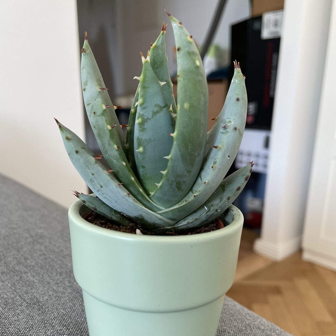 Cape Aloe plant in a small pot, appears healthy with green leaves.