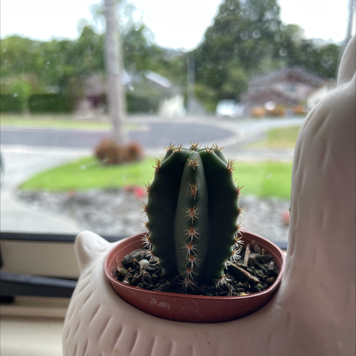 Photo of the plant species Echinocereus subinermis by @clocker named Ayla’s Cactus on Greg, the plant care app