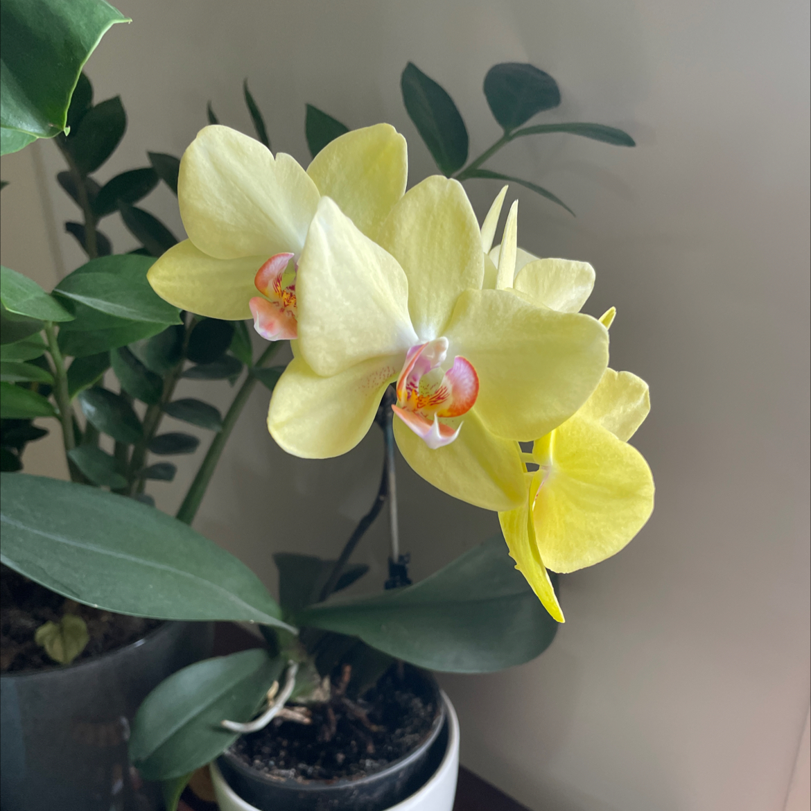Photo of the plant species Easter Orchid by @clocker named Orchid on Greg, the plant care app