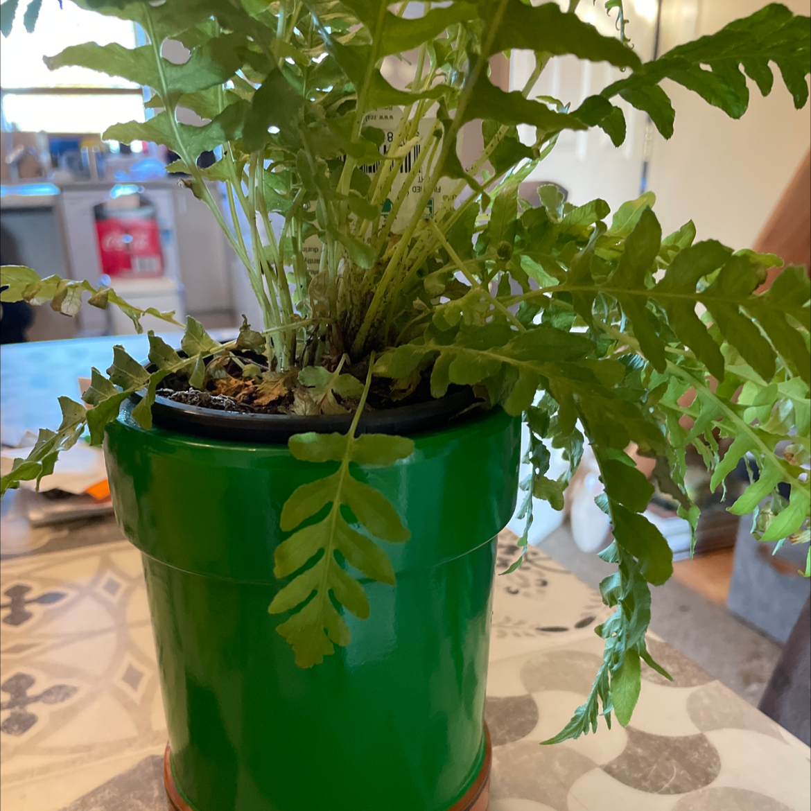 Silver Lady Fern in a green pot with healthy green leaves.